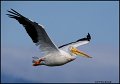 _0SB3364 american white pelican
